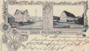 Postkarte Ochsen 1900