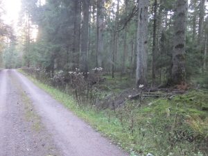 Rechts am Stutzwaldweg 15 m im Wald der Krähenhardtbrunnen